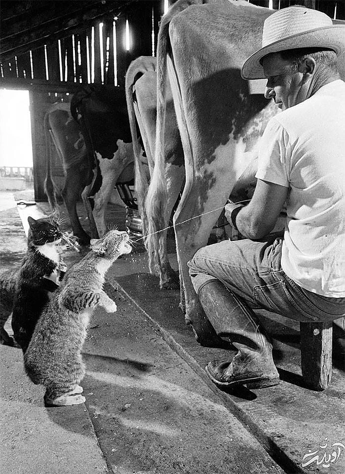 بامزهترین قابهایی که از دل تاریخ ظهور کردهاند